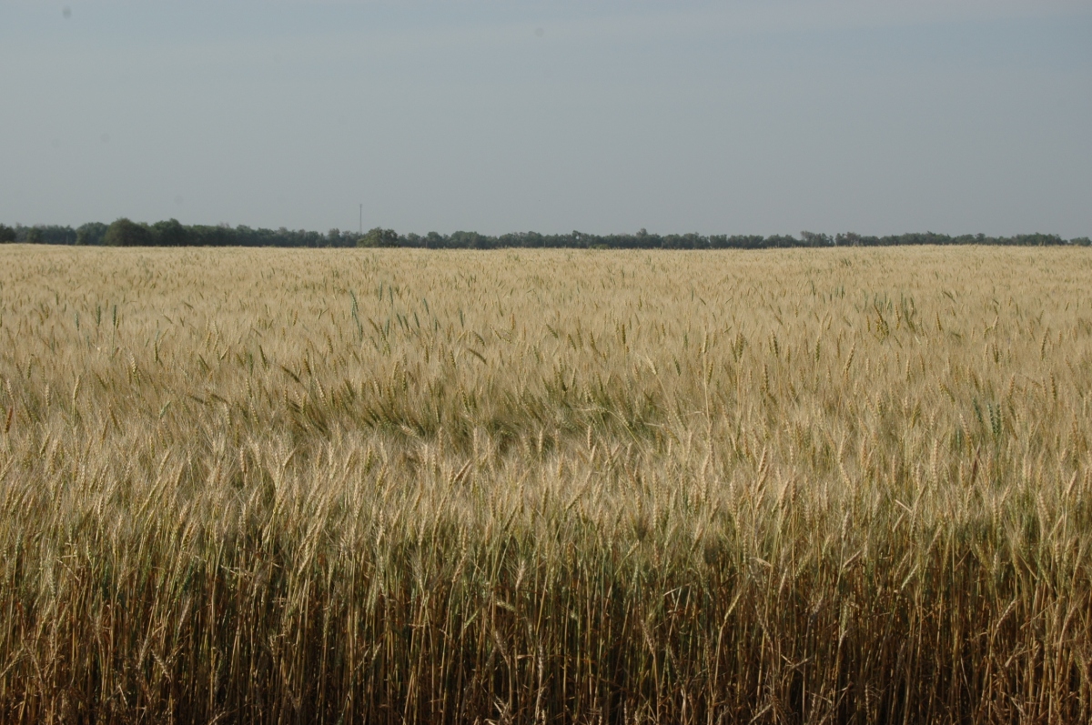 Wheat ready for harvest at Safe Haven Farm - Haven, KS