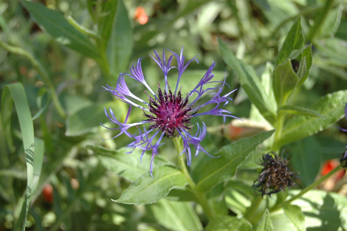 Pincushion flower (I think) - Glen Eyrie, Colorado Springs, CO