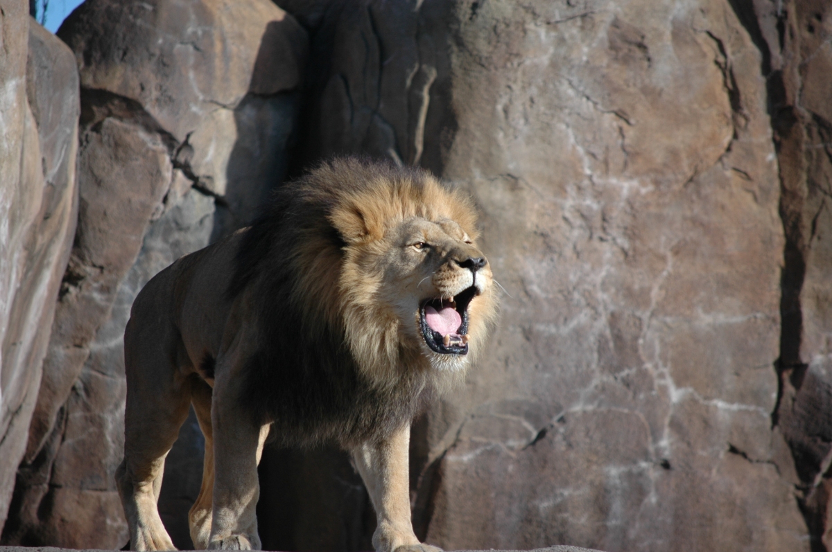 Lion at the Sedgwick County Zoo - Wichita, KS