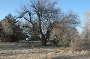 My old apricot tree at Safe Haven Farm, Haven, KS