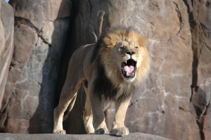 Roaring lion at the Sedgwick County Zoo, Wichita, KS