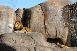 Lions in the sun at the Sedgwick County Zoo, Wichita, KS