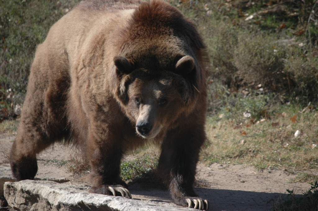 Big brown bear pacing in the sunlight at the Sedgwick County Zoo, Wichita, KS