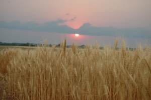 The wheat field across from Safe Haven Farm ready for harvest, Haven, KS
