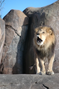 Roaring lion at the Sedgwick County Zoo, Wichita, KS