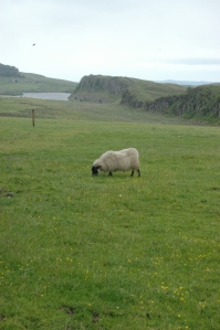 Happy Scottish sheep grazing on the green grass near Hadrian's Wall in Northern England